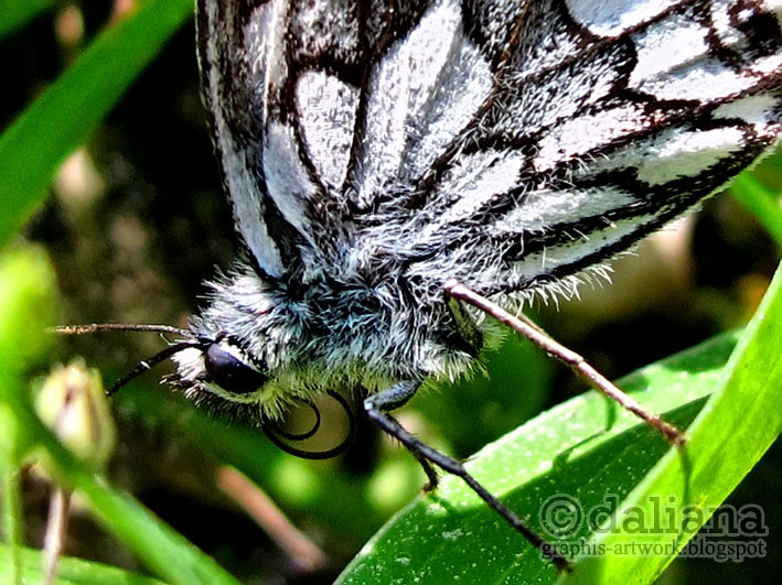 Haus Butterfly
 graphis Butterfly Castle Schmetterling Haus