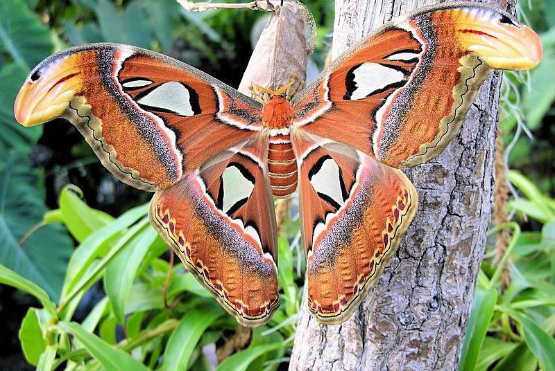 Haus Butterfly
 Schmetterlinghaus Innere Stadt 1 Bezirk Wien