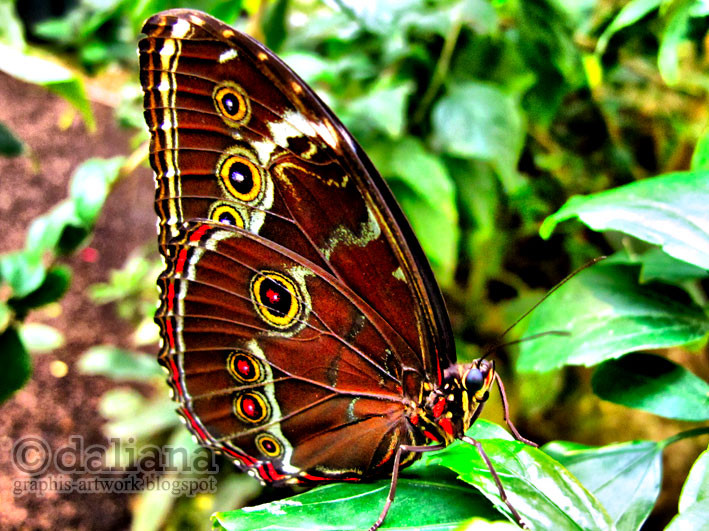 Haus Butterfly
 graphis Butterfly Castle Schmetterling Haus