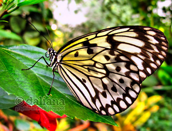 Haus Butterfly
 graphis Butterfly Castle Schmetterling Haus