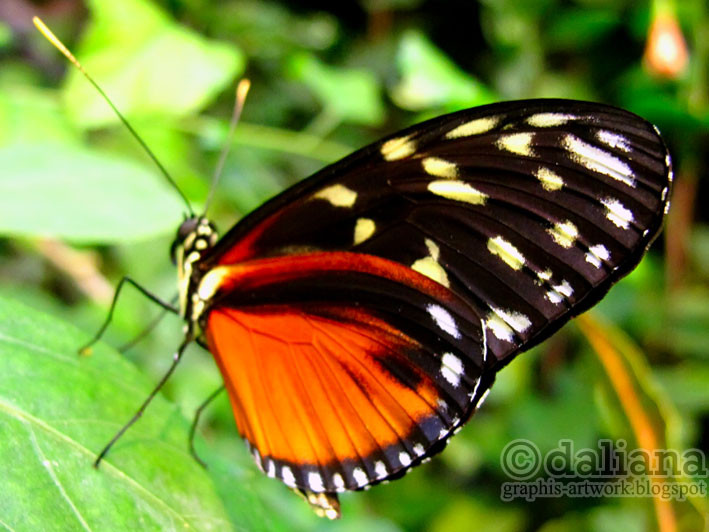 Haus Butterfly
 graphis Butterfly Castle Schmetterling Haus