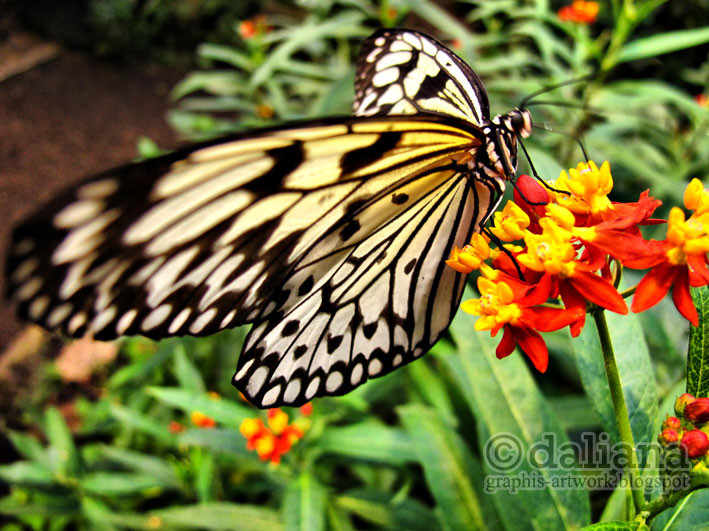 Haus Butterfly
 graphis Butterfly Castle Schmetterling Haus