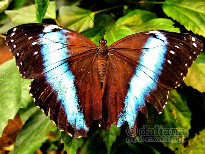 Haus Butterfly
 graphis Butterfly Castle Schmetterling Haus