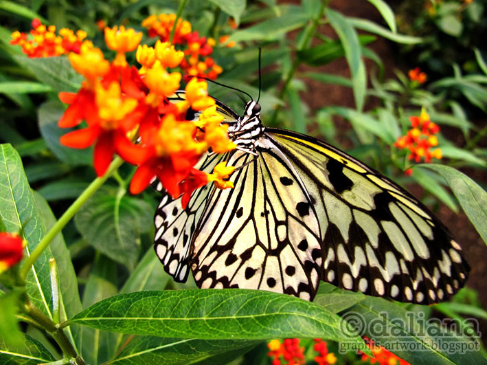 Haus Butterfly
 graphis Butterfly Castle Schmetterling Haus