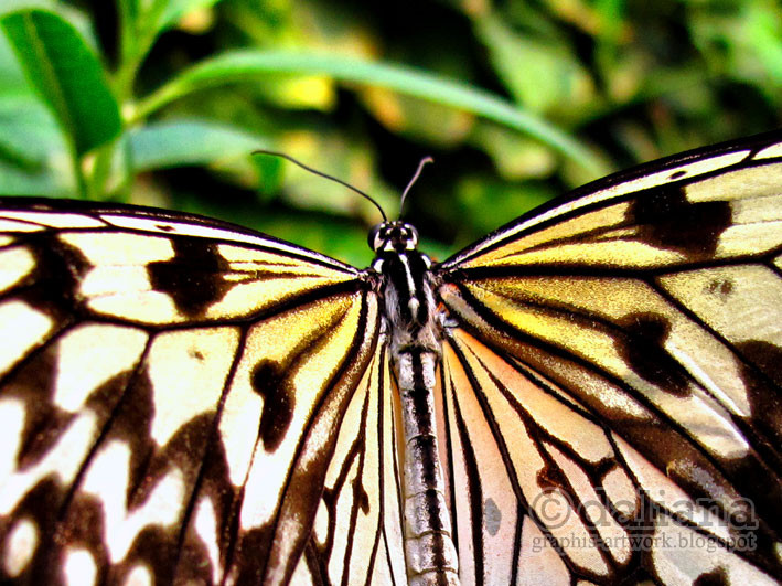 Haus Butterfly
 graphis Butterfly Castle Schmetterling Haus