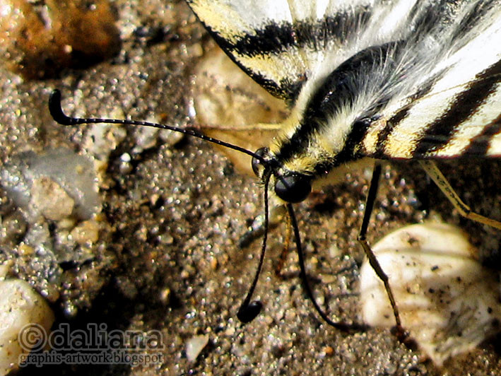 Haus Butterfly
 graphis Butterfly Castle Schmetterling Haus