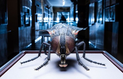 Haus Der Natur
 Haus der Natur Museums in Salzburg salzburgfo