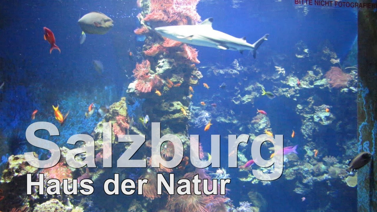 Haus Der Natur
 Haus der Natur in Salzburg Aquariumimpressionen