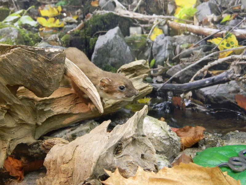 Haus Der Natur Goldisthal
 Haus der Natur in Goldisthal • Ausflugsziele Goldisthal