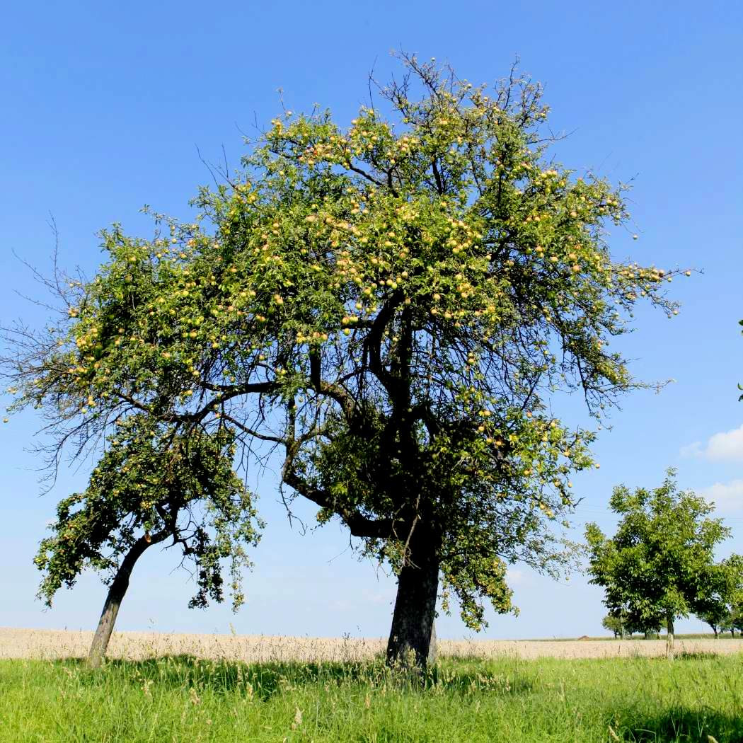 Haus Kaufen Borna
 IMMOBILIEN BORNA → Wohnung mieten