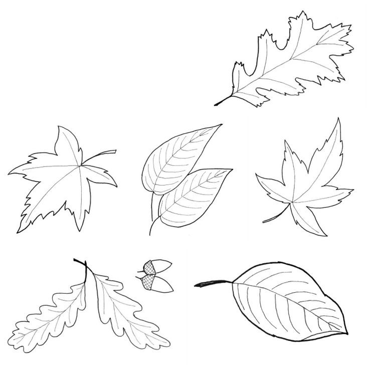 Herbstblätter Basteln Malvorlagen
 Vorlage zum Ausdrucken und Ausmalen unterschiedliche