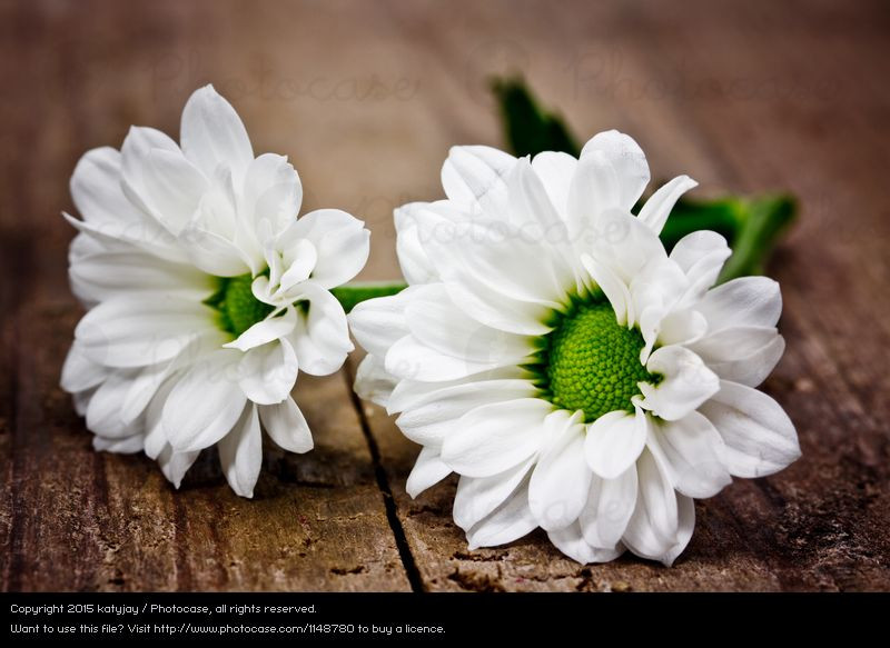 Hintergrundbild Hochzeit
 Blumen von katyjay Ein lizenzfreies Stock Foto zum Thema