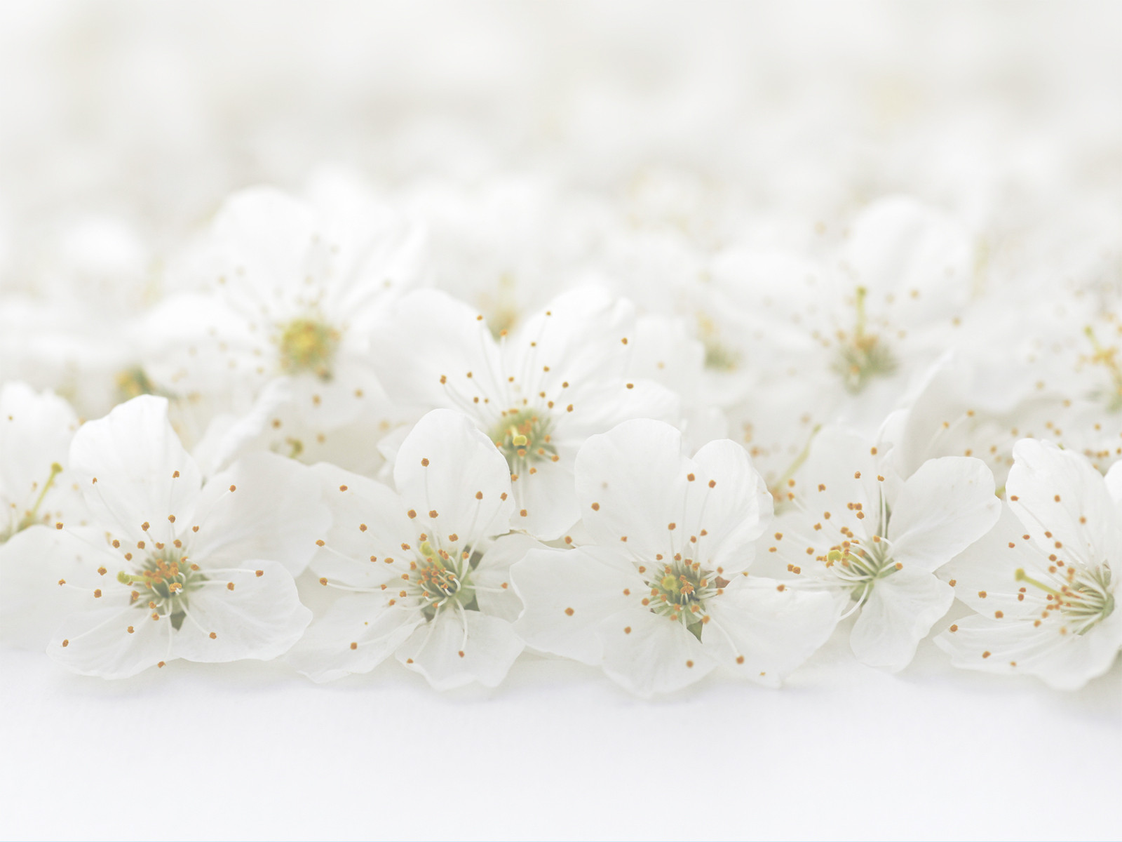 Hintergrundbild Hochzeit
 Hochzeitsfloristik Blumen de Clercq Aachen