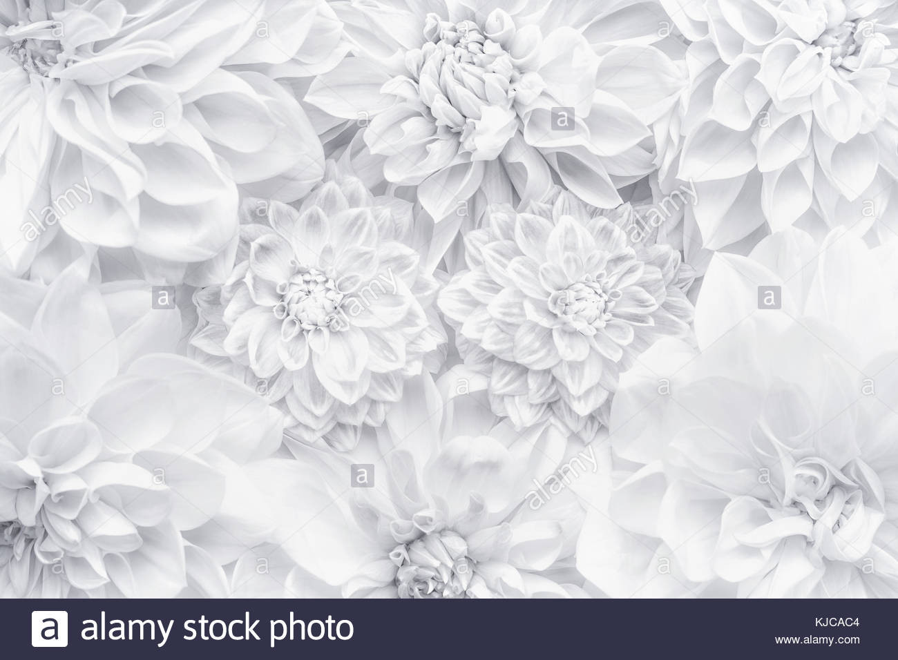 Hintergrundbild Hochzeit
 Kreative weiße Blumen Layout florales Muster oder