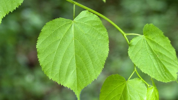 Hochzeit Jahrestage Tabelle
 Hochzeit Jahrestage Bezeichnung