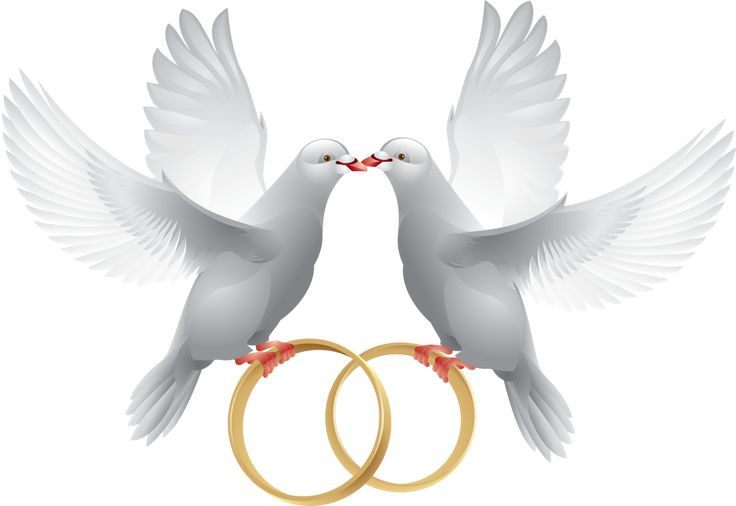 Hochzeit Tauben
 pombinhas alianças
