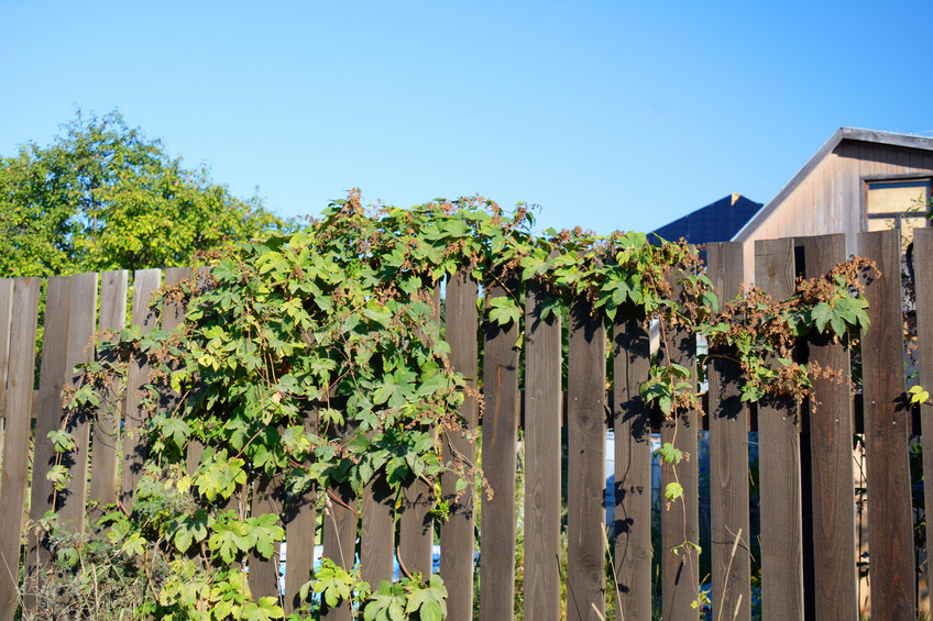 Hopfen Im Garten
 Hopfen züchten So machen Sie s richtig