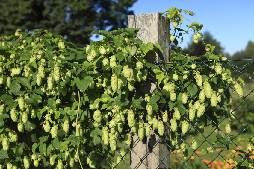 Hopfen Im Garten
 Hopfen als Sichtschutz Pflanzen und pflegen