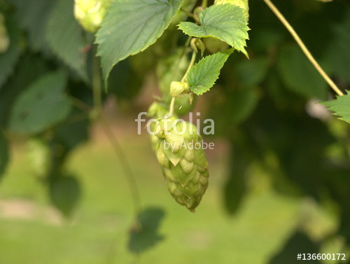 Hopfen Im Garten
 "Hopfen im Garten" Immagini e Fotografie Royalty Free su