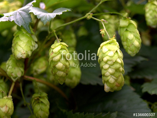 Hopfen Im Garten
 "Hopfen im Garten" Immagini e Fotografie Royalty Free su