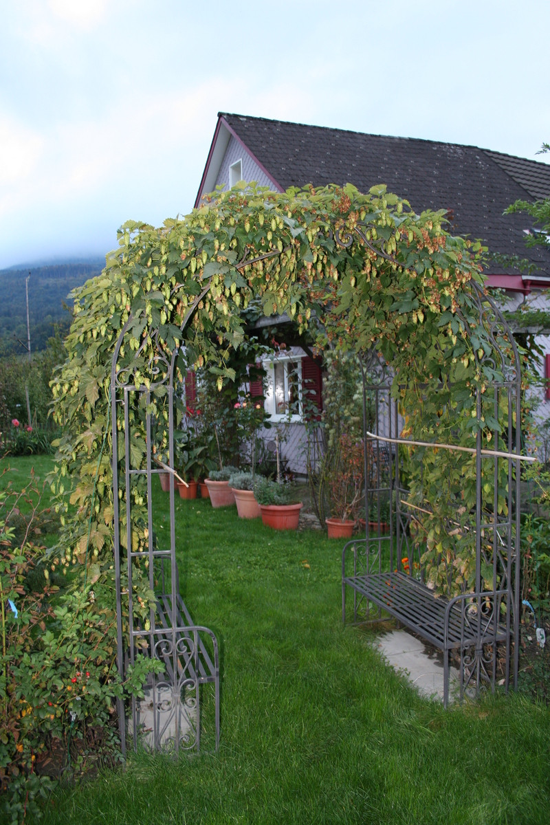 Hopfen Im Garten
 Hopfen Goldliesl Lubera