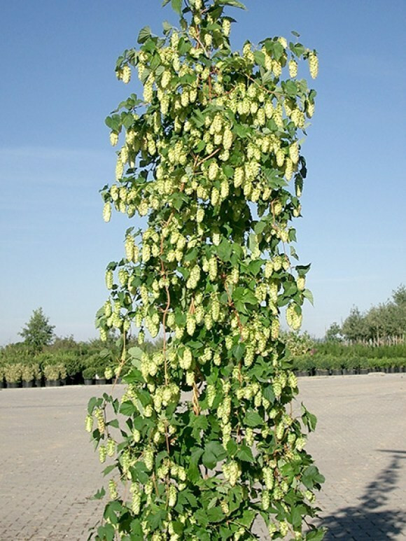 Hopfen Im Garten
 hopfen im garten pflegen Hopfen Im Garten – chantalbauwens