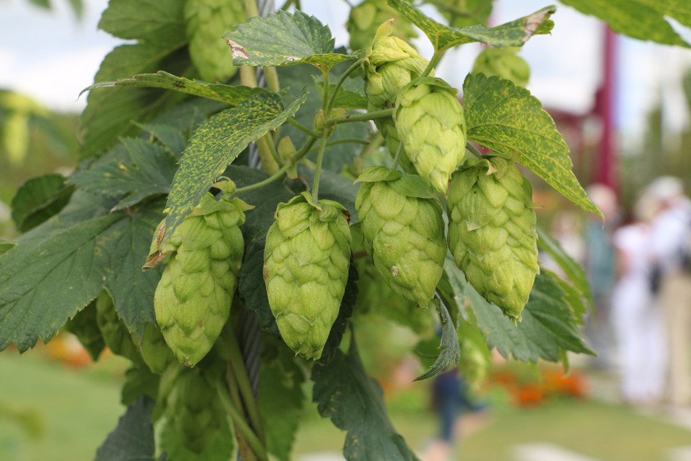 Hopfen Im Garten
 Hopfen Pflanzen selber anbauen Pflege und Infos zur