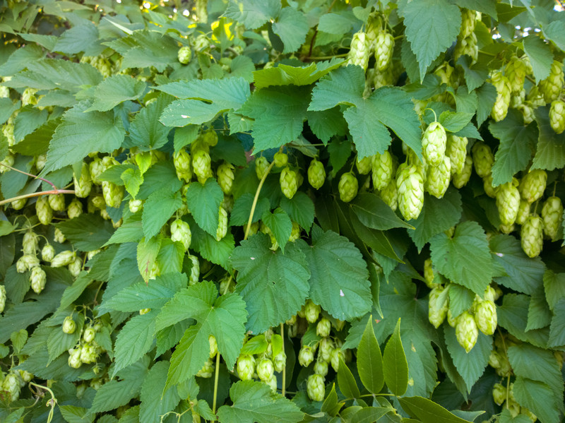 Hopfen Im Garten
 Hopfen Wissenswertes zum Wachstum