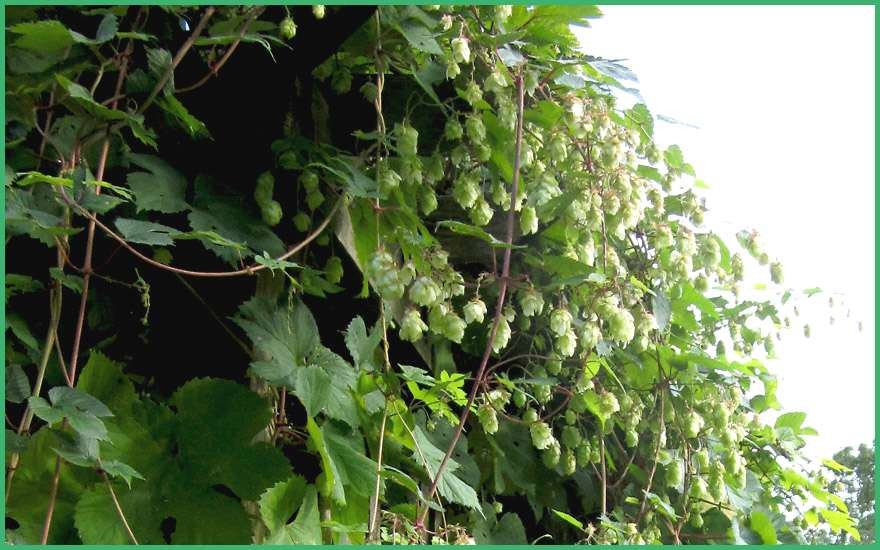 Hopfen Im Garten
 Hopfen Im Garten Freiburger Brauerei Baut Im Dreisamtal