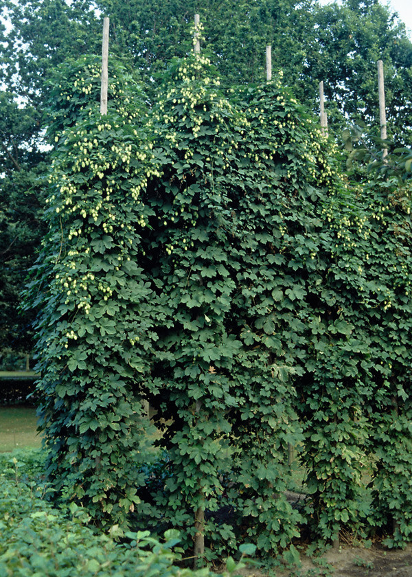 Hopfen Im Garten
 Hopfen Pflanzen Als Sichtschutz hopfen im garten