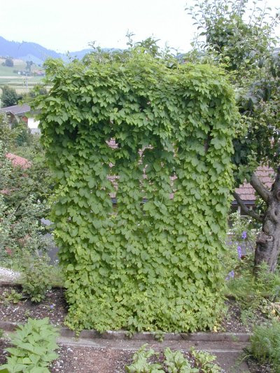 Hopfen Im Garten
 Hopfen im garten – Granitplatte terrasse