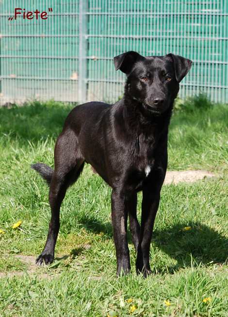 Hunde Suchen Ein Zuhause
 Neuigkeiten GROßE HUNDE suchen ein ZUHAUSE