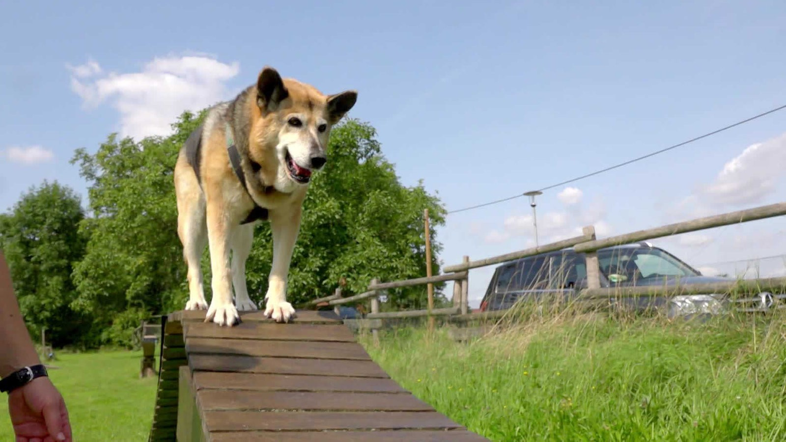 Hunde Suchen Ein Zuhause
 Degility für Hunde Tiere suchen ein Zuhause Fernsehen