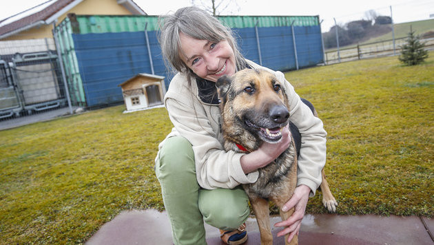 Hunde Suchen Ein Zuhause
 Fünf Hunde suchen ein liebevolles Zuhause Tiere aus