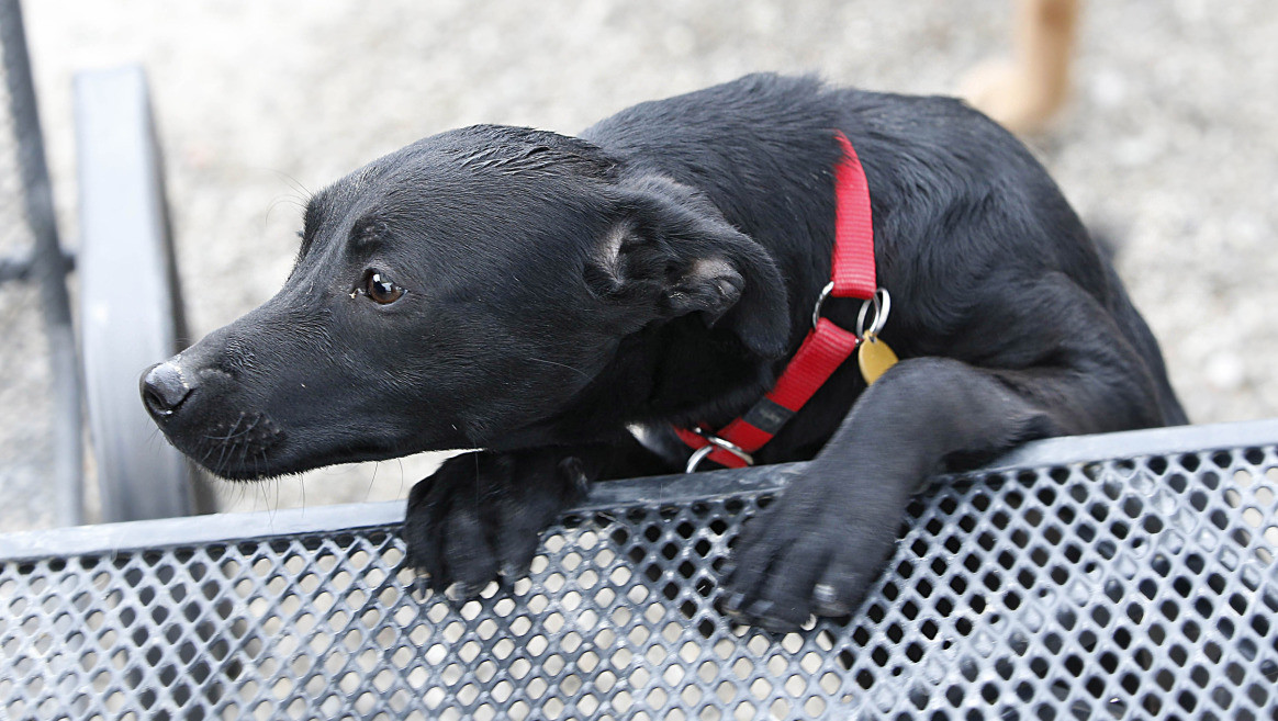 Hunde Suchen Ein Zuhause
 Fünf Hunde suchen ein liebevolles Zuhause Tiere aus