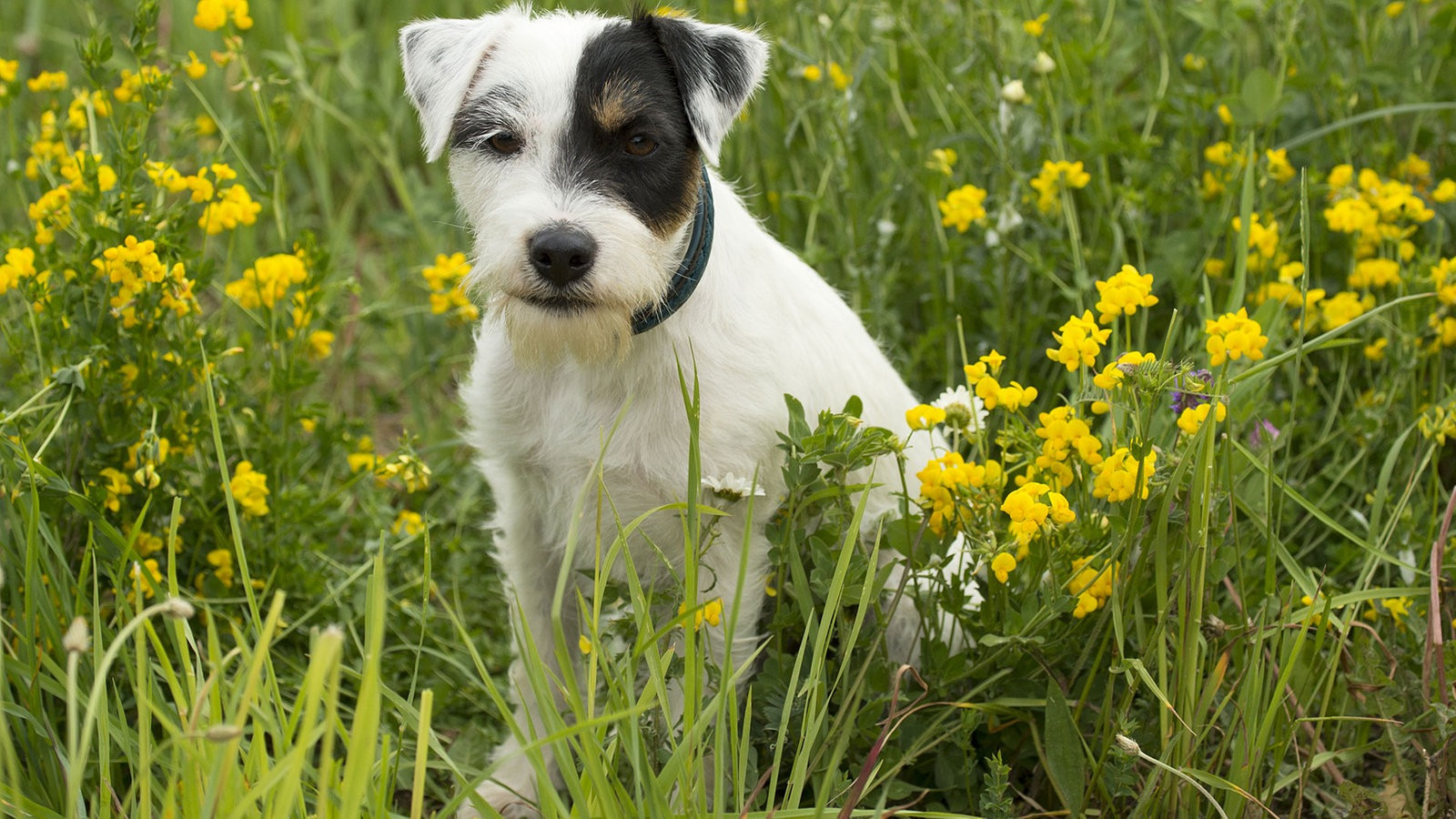 Hunde Suchen Ein Zuhause
 Zehn Dinge kleine Hunde nicht mögen Tiere suchen