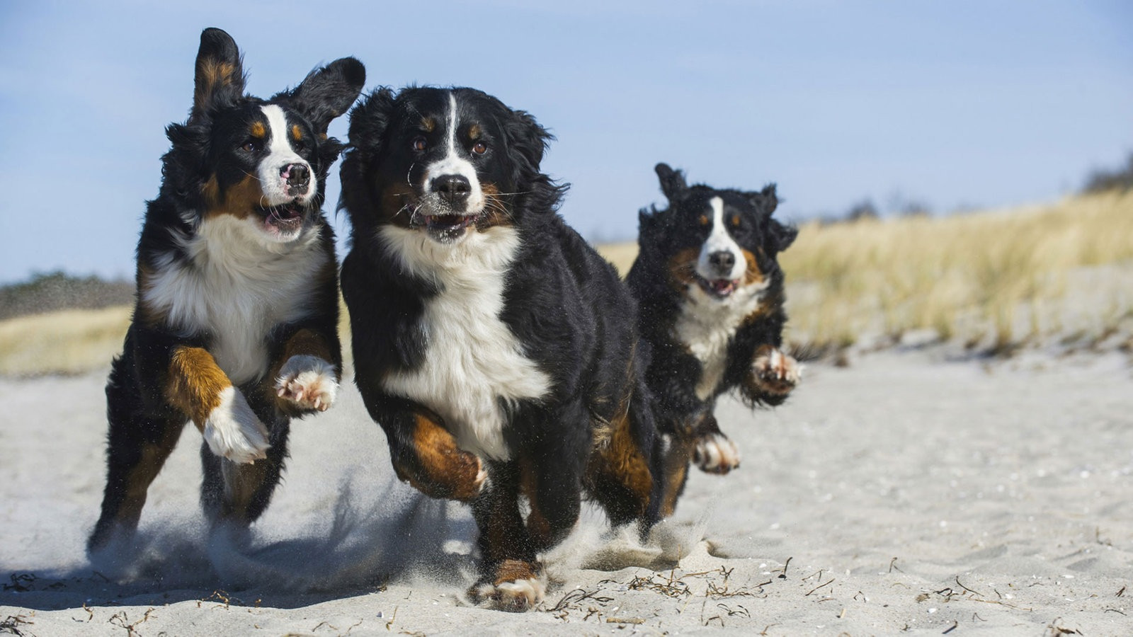 Hunde Suchen Ein Zuhause
 Revier für Hunde Hündin sucht Führung Tiere suchen ein