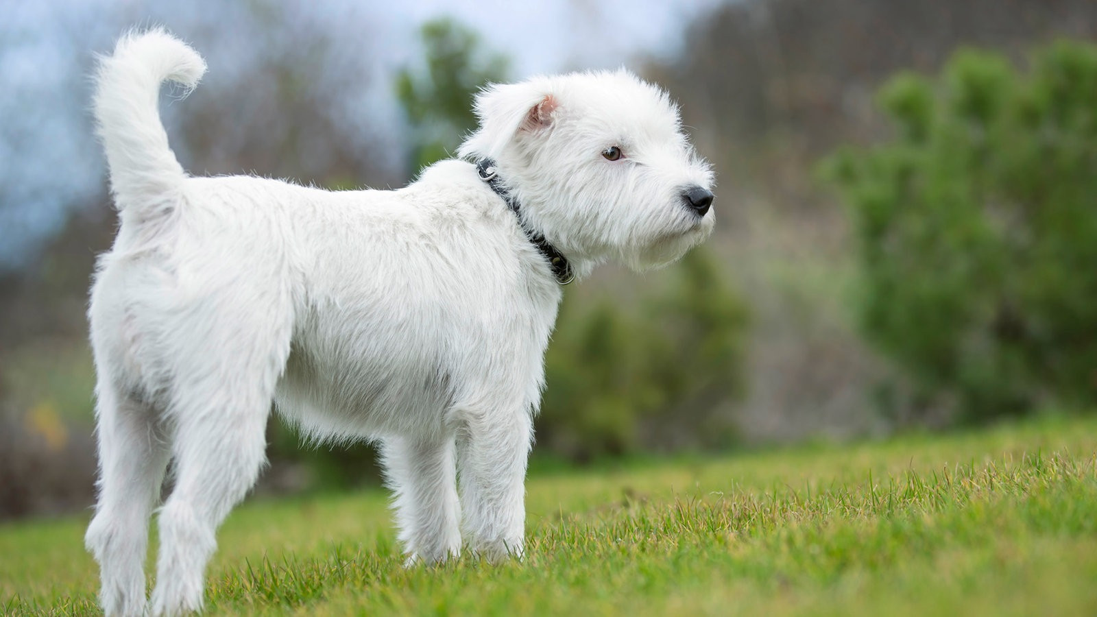 Hunde Suchen Ein Zuhause
 Tiere suchen ein Zuhause Fernsehen WDR