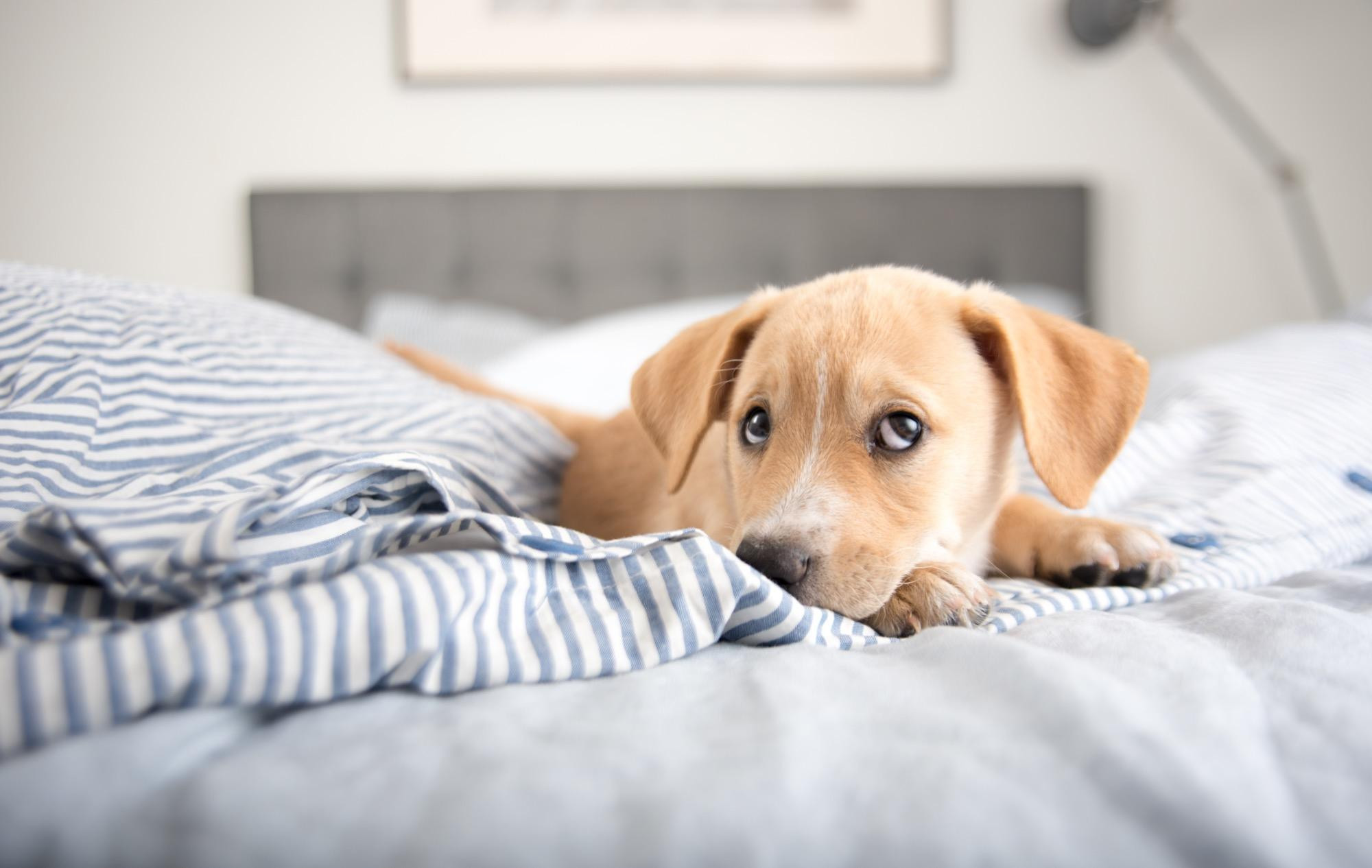 Im Bett
 Hund im Bett macht gesund und glücklich