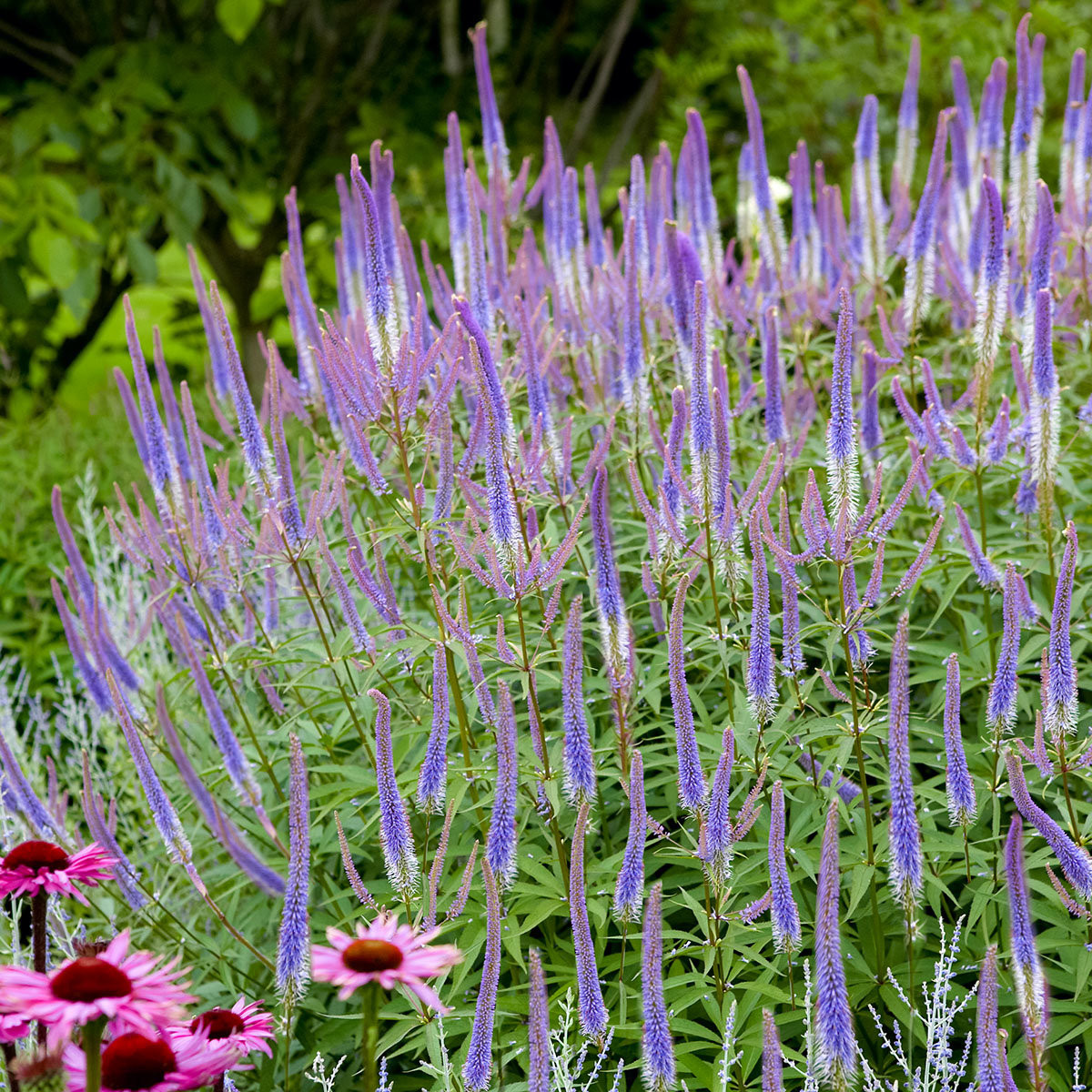 Kandelaber Garten
 Kandelaber Garten Ehrenpreis Fascination online kaufen bei