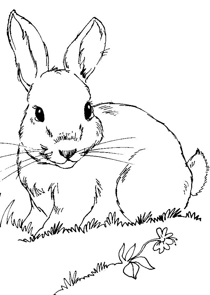 Kaninchen Ausmalbilder
 Die besten 25 Ausmalbild hase Ideen auf Pinterest