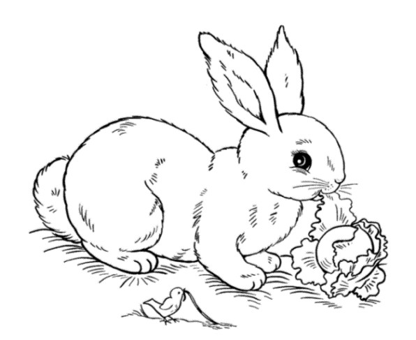 Kaninchen Ausmalbilder
 Vorlagen zum Ausmalen Malvorlagen Kaninchen Ausmalbilder 1