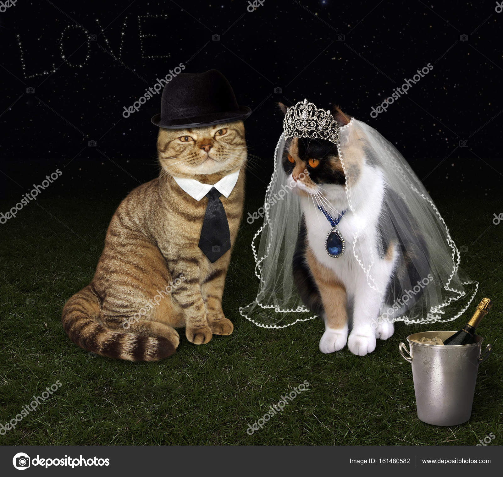 Katze Hochzeit
 Hochzeit 1 Katze — Stockfoto © Iridi