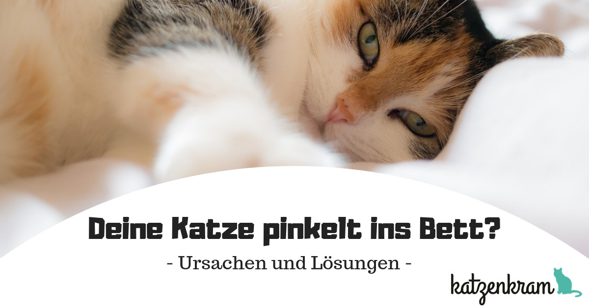 Katze Pinkelt Ins Bett
 Deine Katze pinkelt ins Bett Mögliche Ursachen und Lösungen