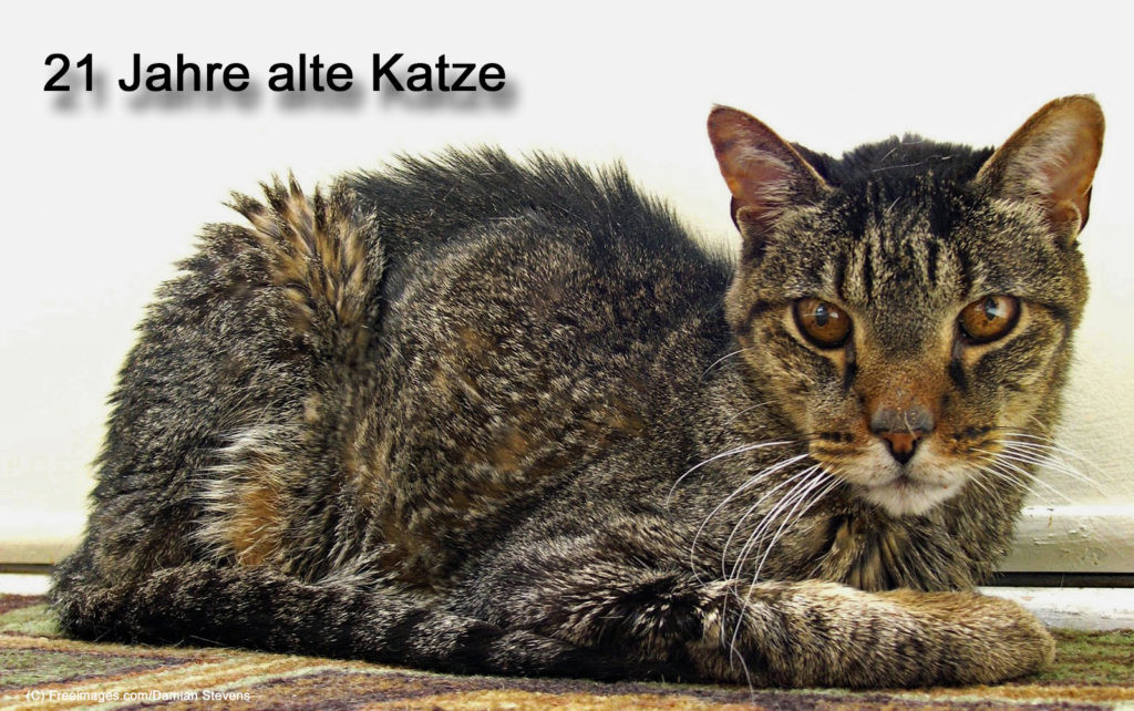 Katzenalter Tabelle
 Katzen im Seniorenalter – Rosinas Welt