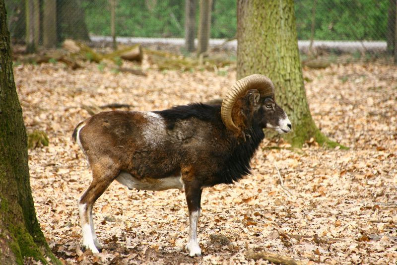 Katzenalter Tabelle
 Wie Alt Werden Katzen Im Durchschnitt wie alt werden