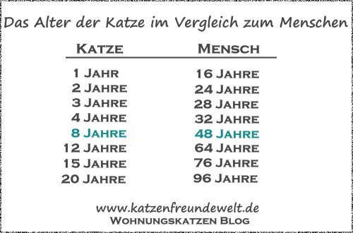 Katzenalter Tabelle
 Katzen Lebenserwartung Wie alt werden Katzen