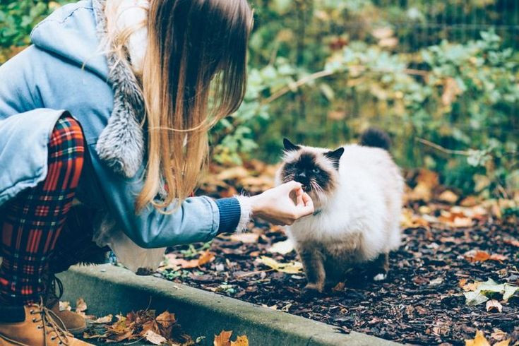 Katzenalter Tabelle
 Kommunikation mit der Katze so zeigst du Zuneigung