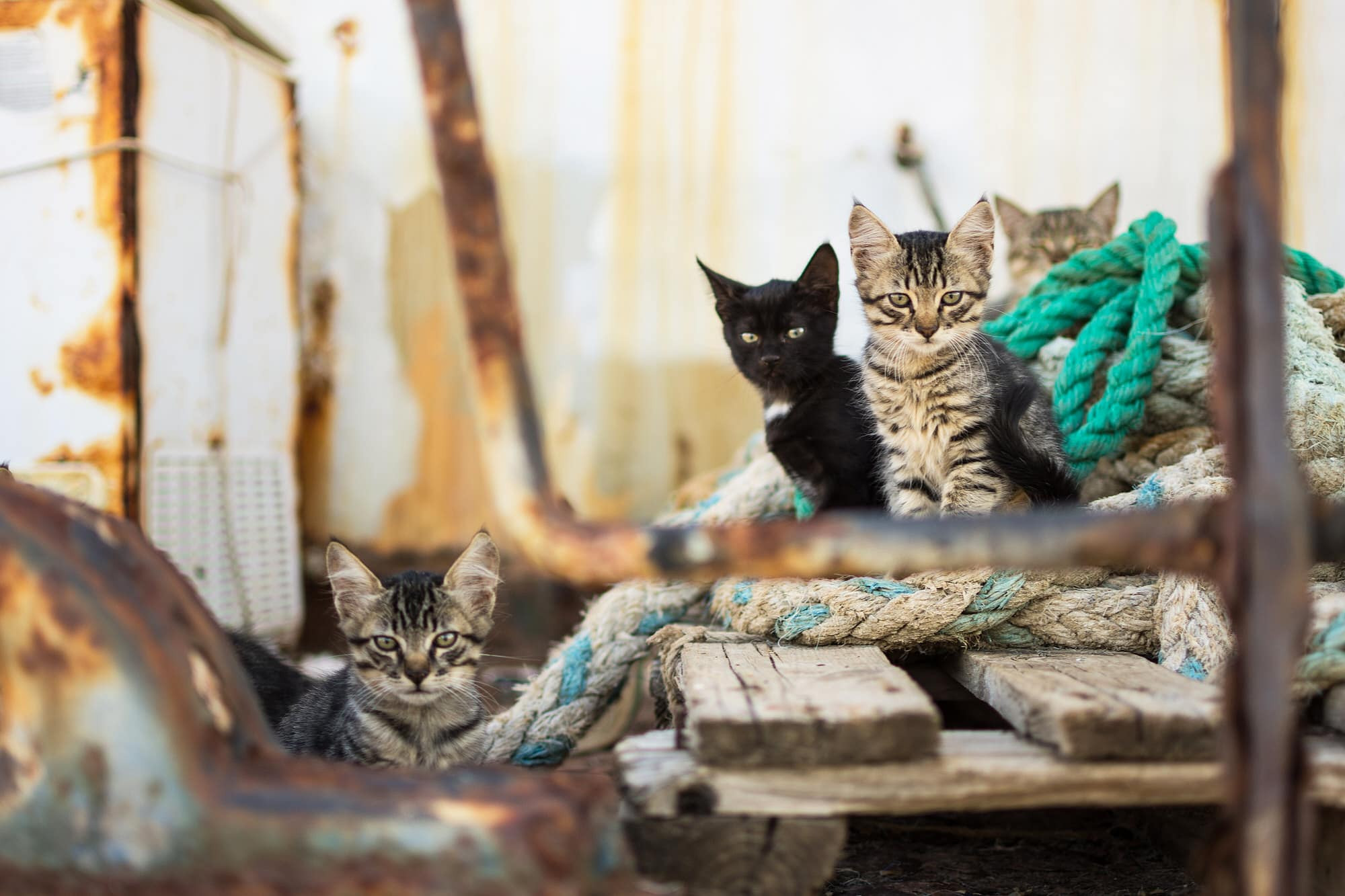 Katzenalter Tabelle
 Katzenalter Katzenalter in Menschenjahren bestimmen