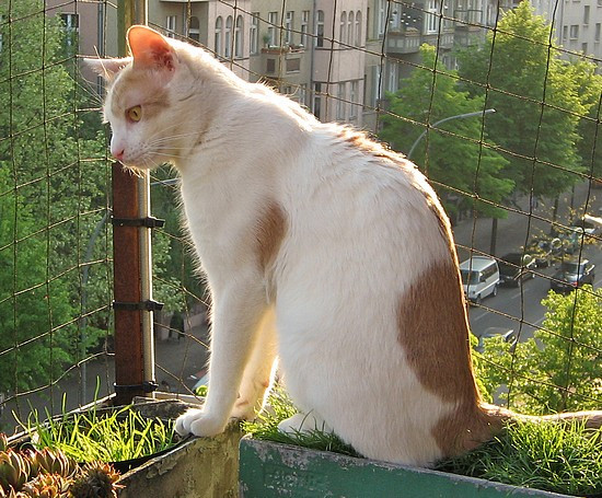 Katzenhaltung Wohnung
 Artgerechte Katzenhaltung in der Wohnung möglich